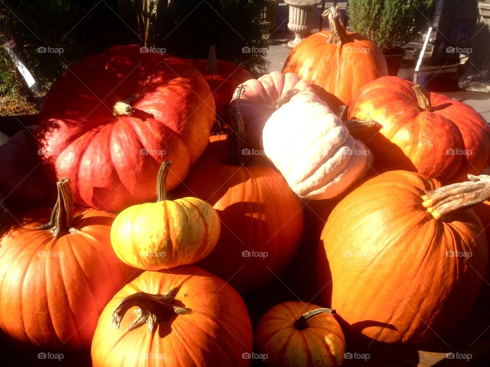 Pumpkin pile. 