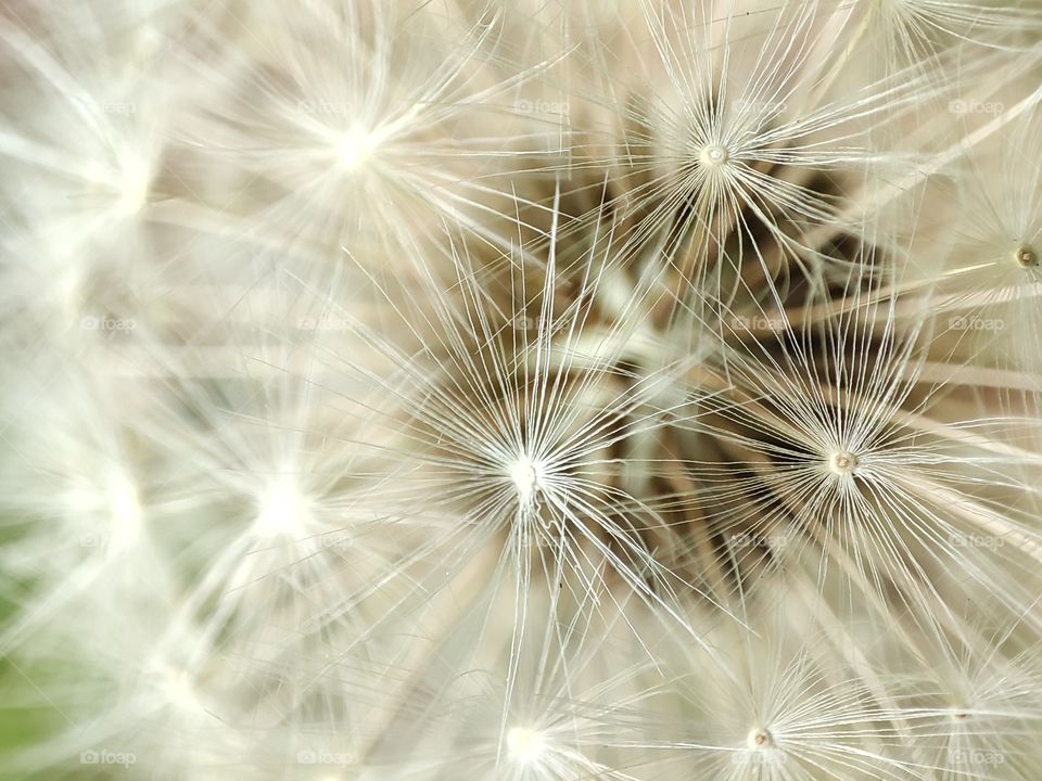 Dandelion1