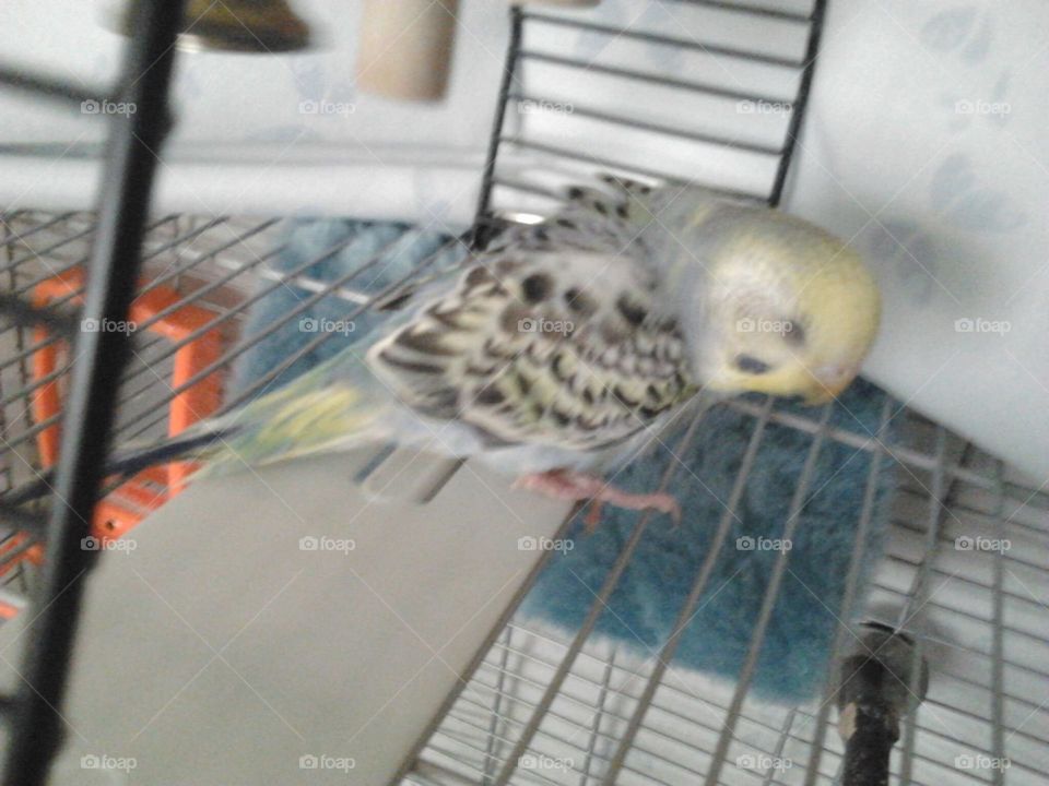 Fluffy Parakeet