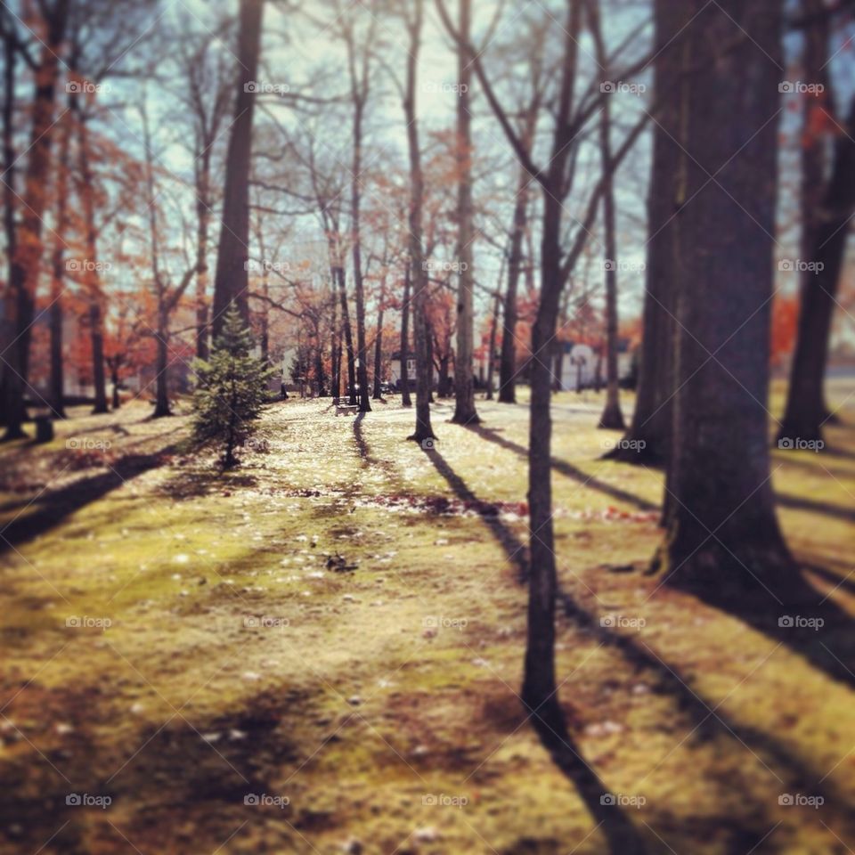 Sunshine in the trees