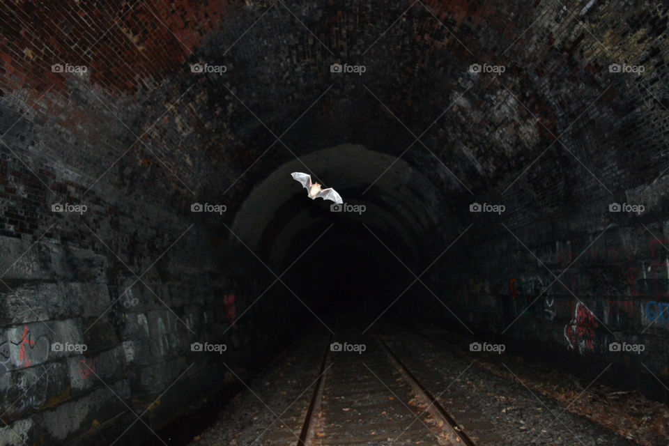 The tunnel of BATS. In this haunted tunnel there is a family of bats