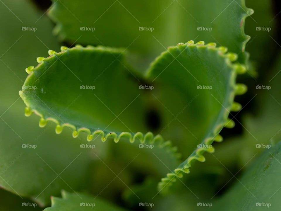 Beautiful Kalanchoe