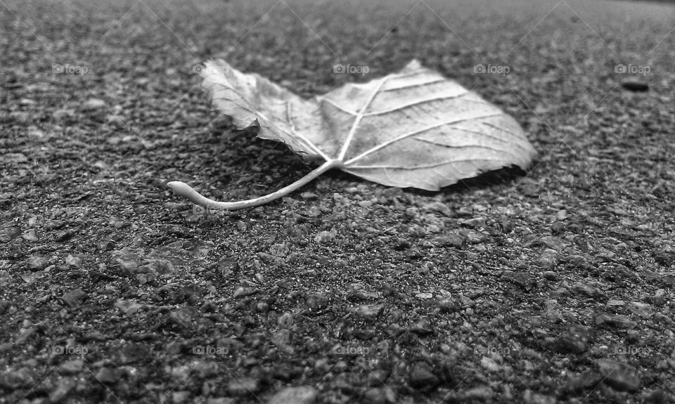 Dry leaf on the land