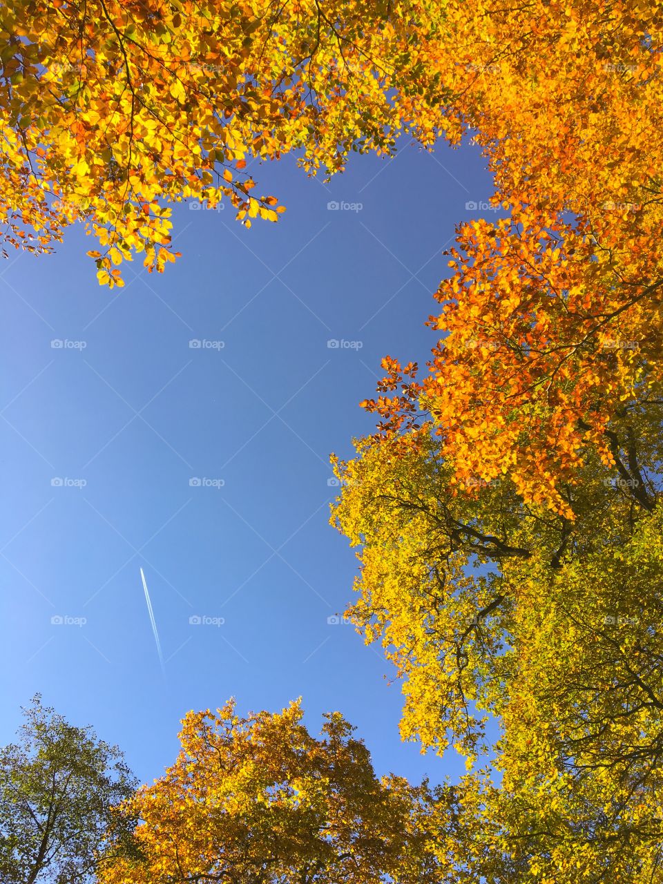 Golden Fall and Blue Sky Autumn background 