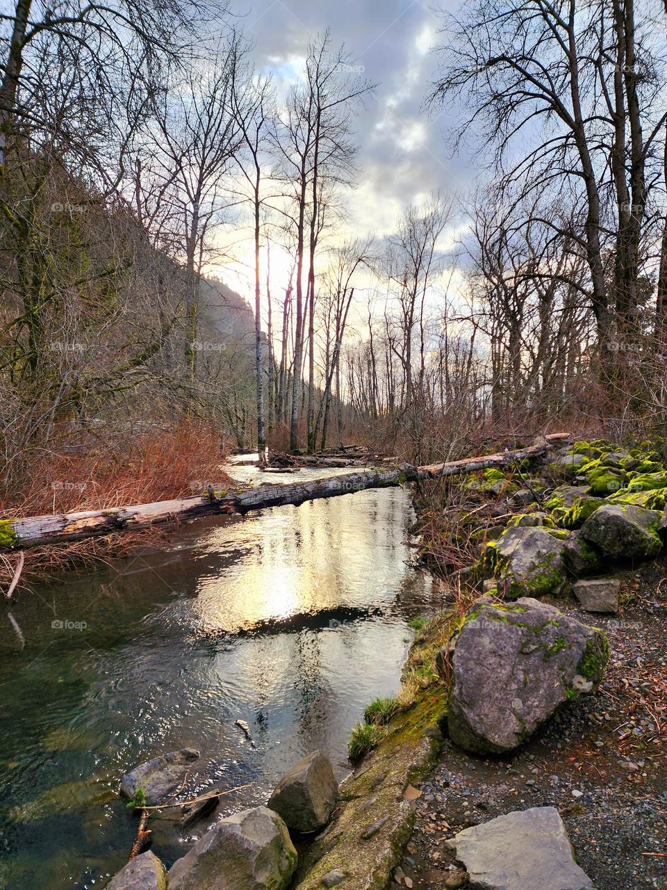A fallen tree, mossy rocks and a overcast afternoon create an aire of mysterious beauty on a calm river