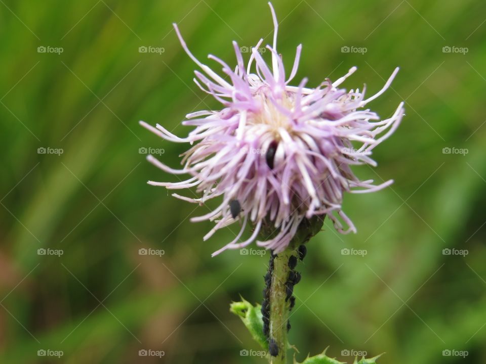 Small, wild flower 