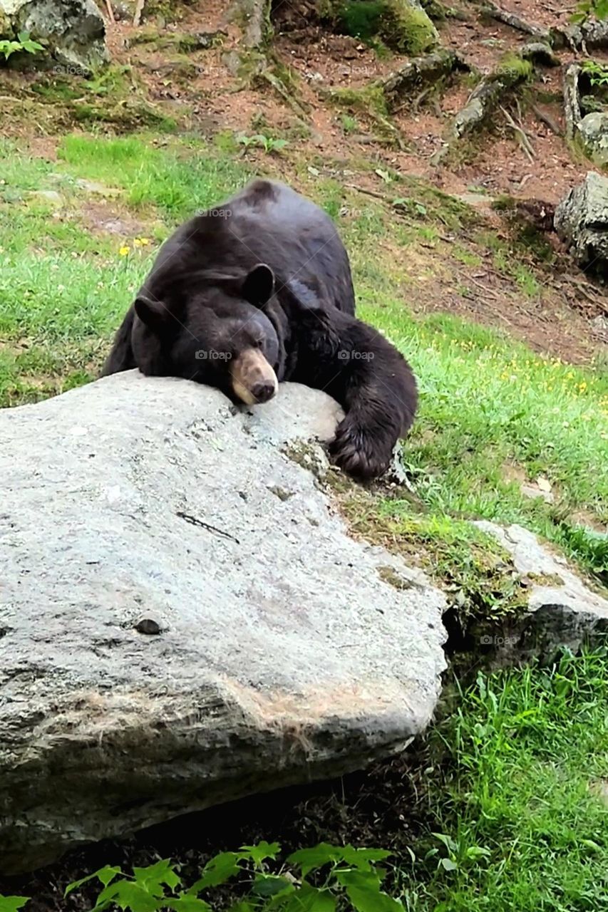 Bear sleeping on a rock