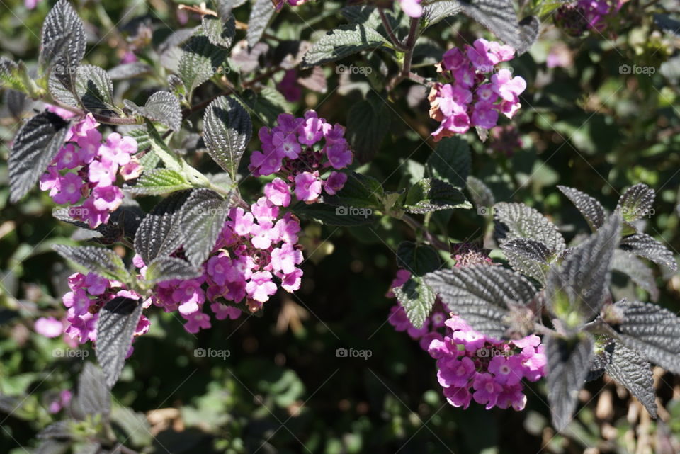 Lantana Camara