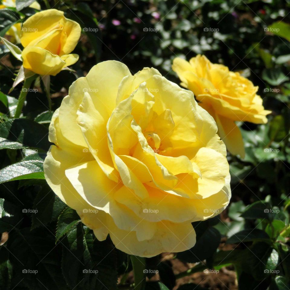 Yellow Roses