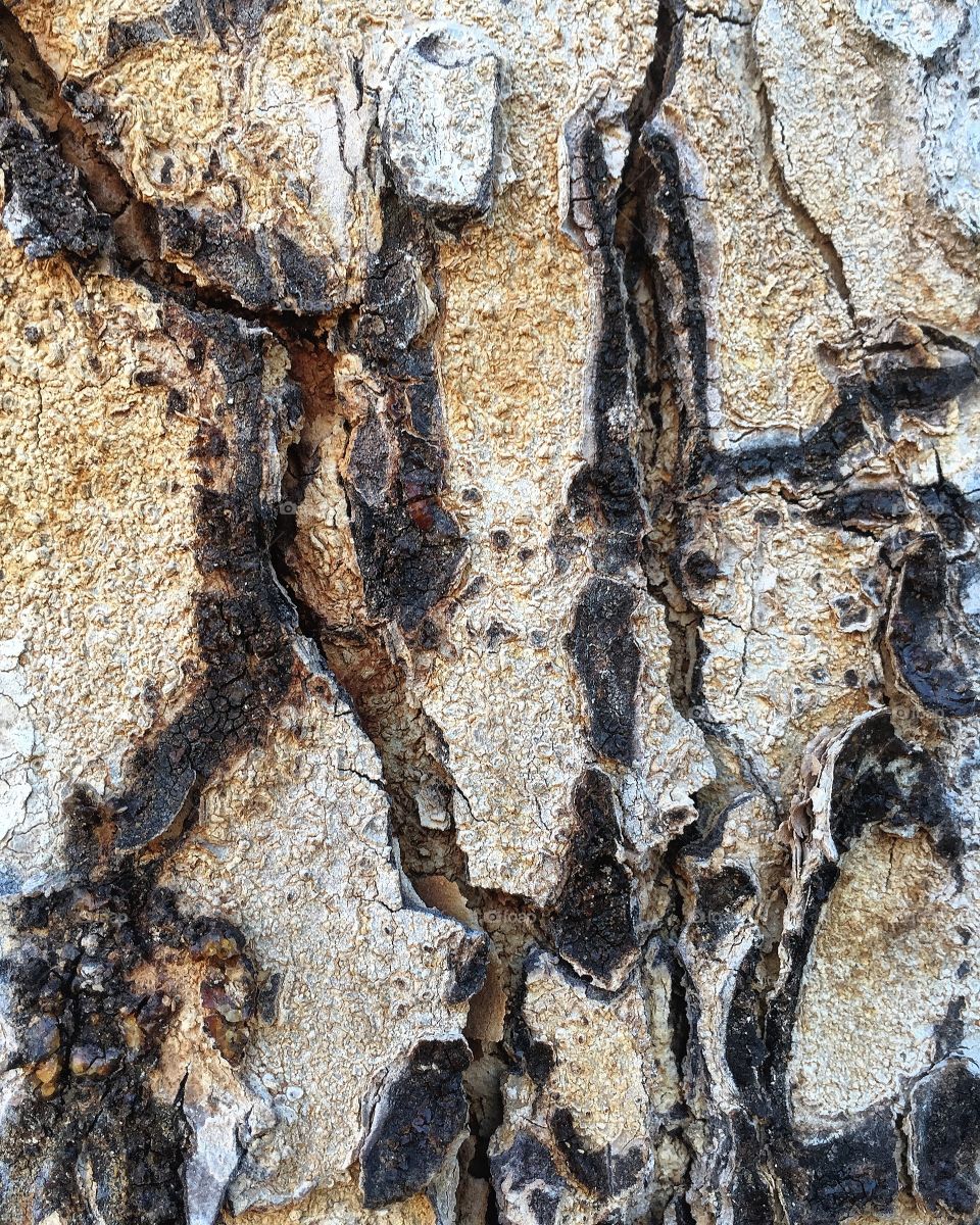 Bark of a tree