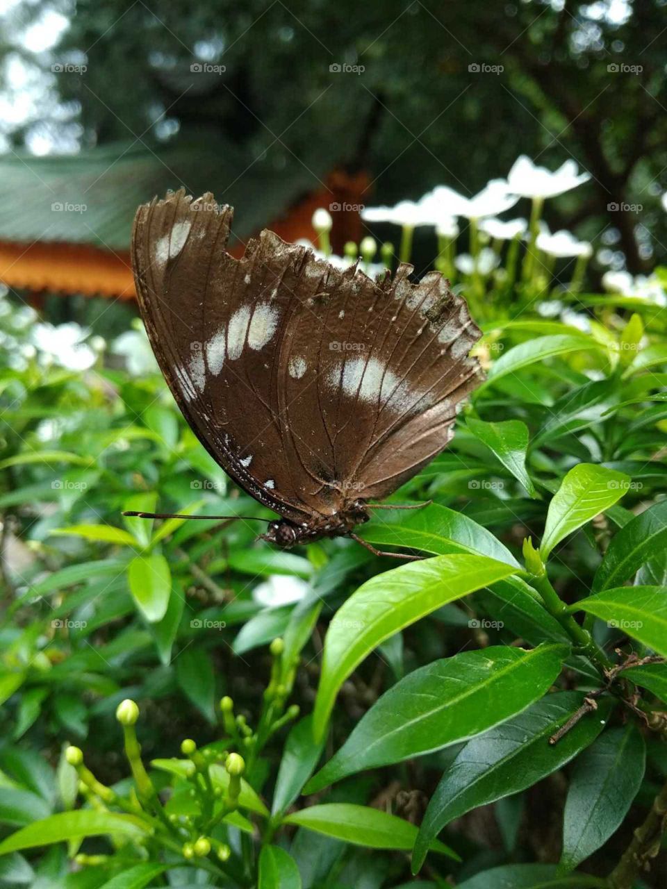 butterfly garden in sleeping