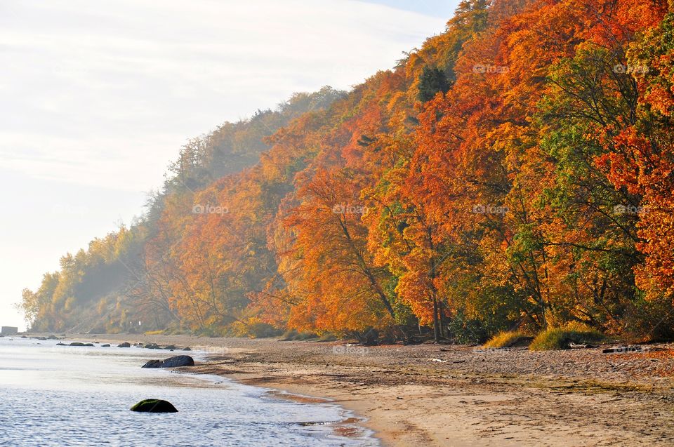 View of a forest during autumn