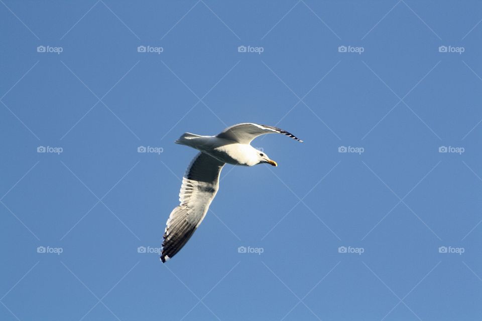 Seagulls in flight