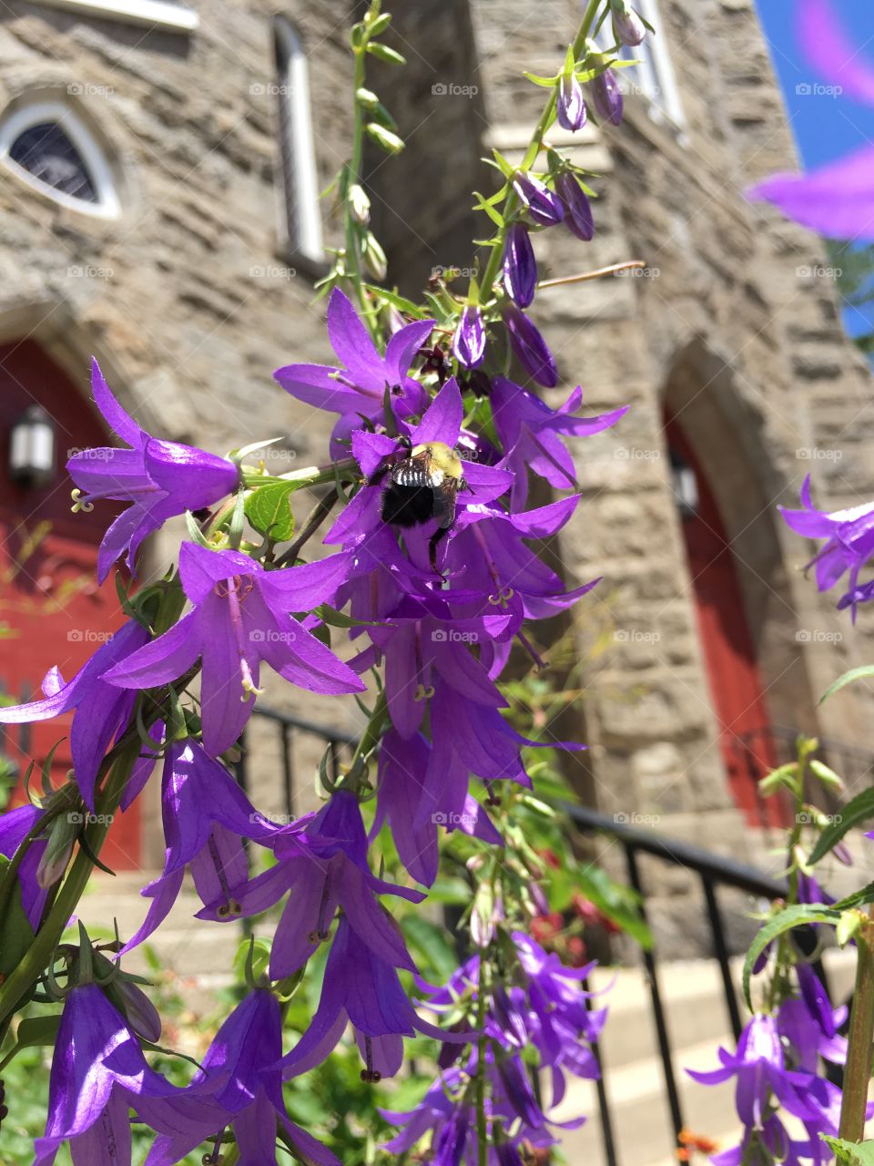 Purple with bumblebee