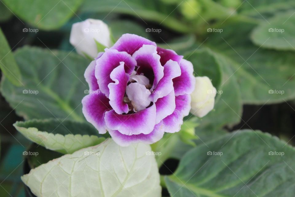 flowers in white and purple close up