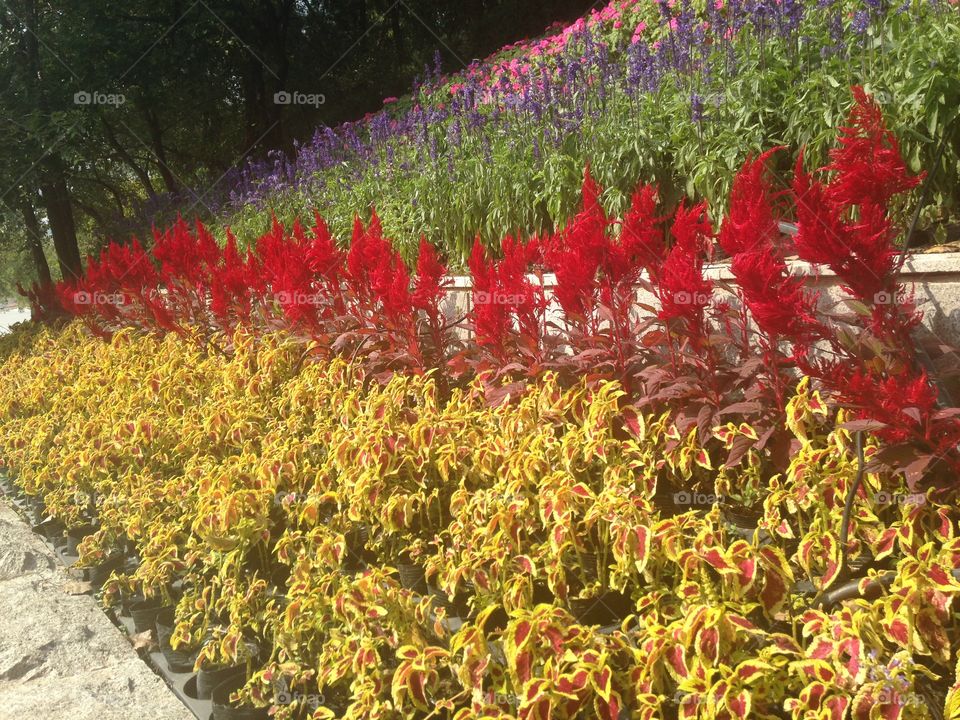 Beautiful garden of red and yellow flowers by the side of the road 
