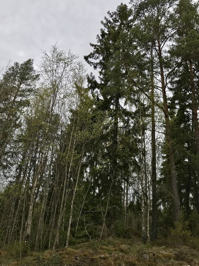 Nature