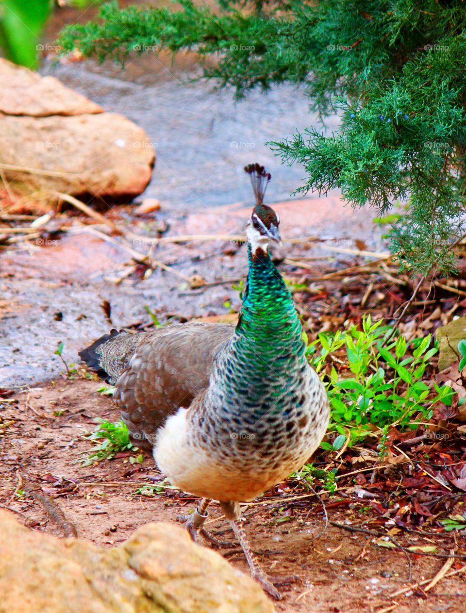 Beauty of a Peacock