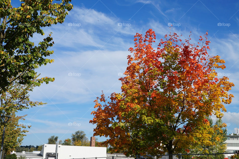 in j tree leaves by lexlebeur