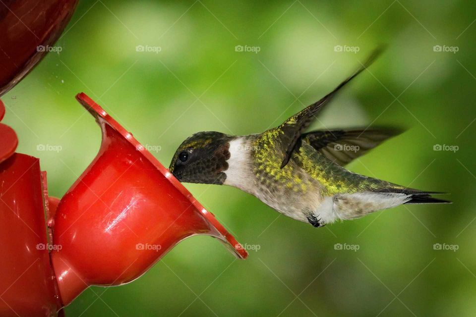 Hummingbird close up against green back ground feeding out of red feeder