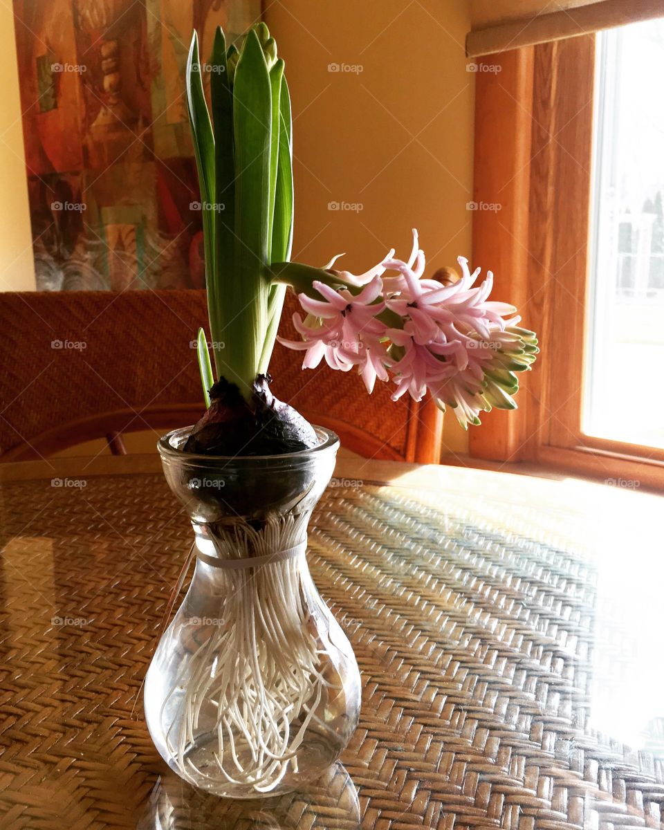 Hyacinth in vase.