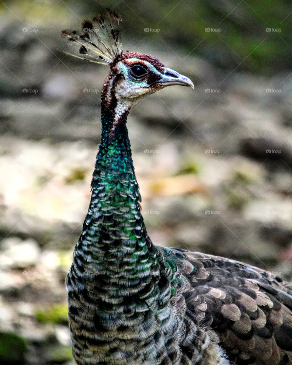 peahen