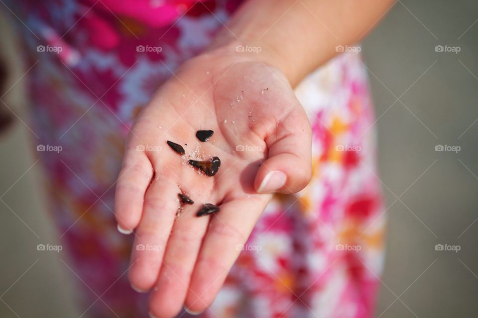 Finding sharks teeth in Venice Florida.