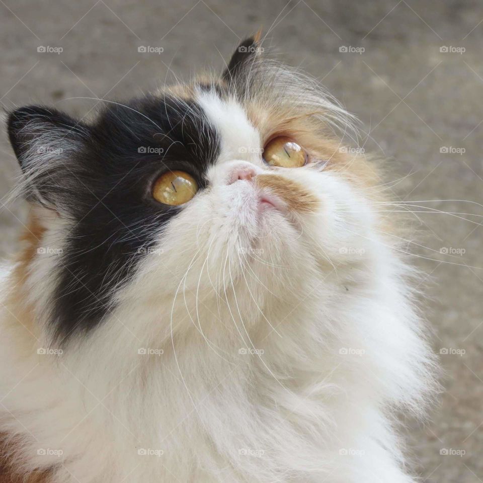 Cat, Yellow eyes, Persian