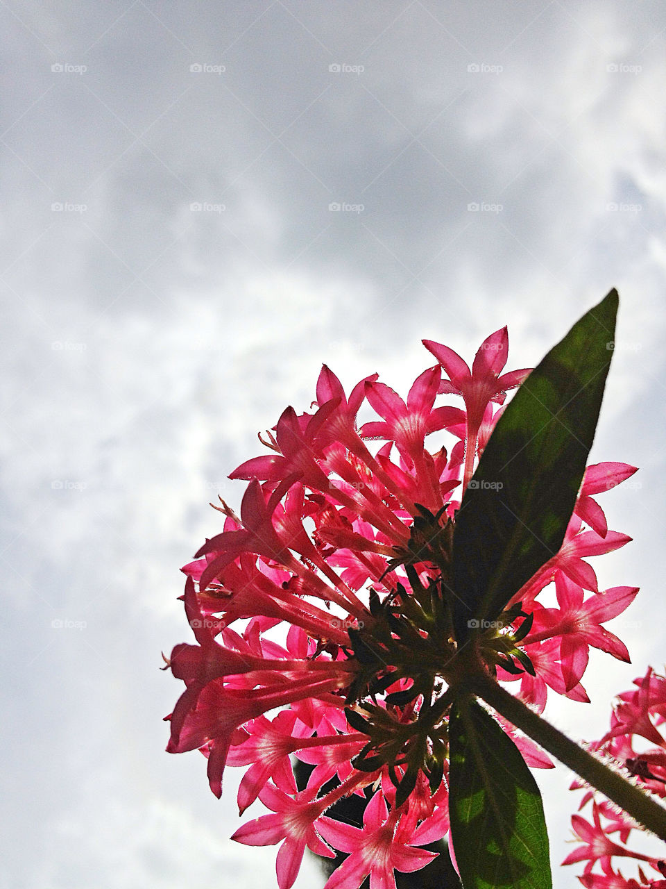 garden pink flower canada by campbellrobertson