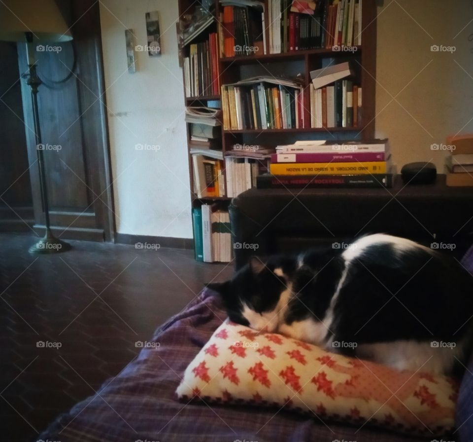 sleeping cat and a bookshelf