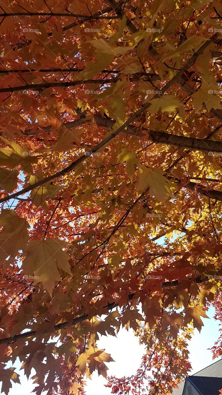 Fall afternoon colors