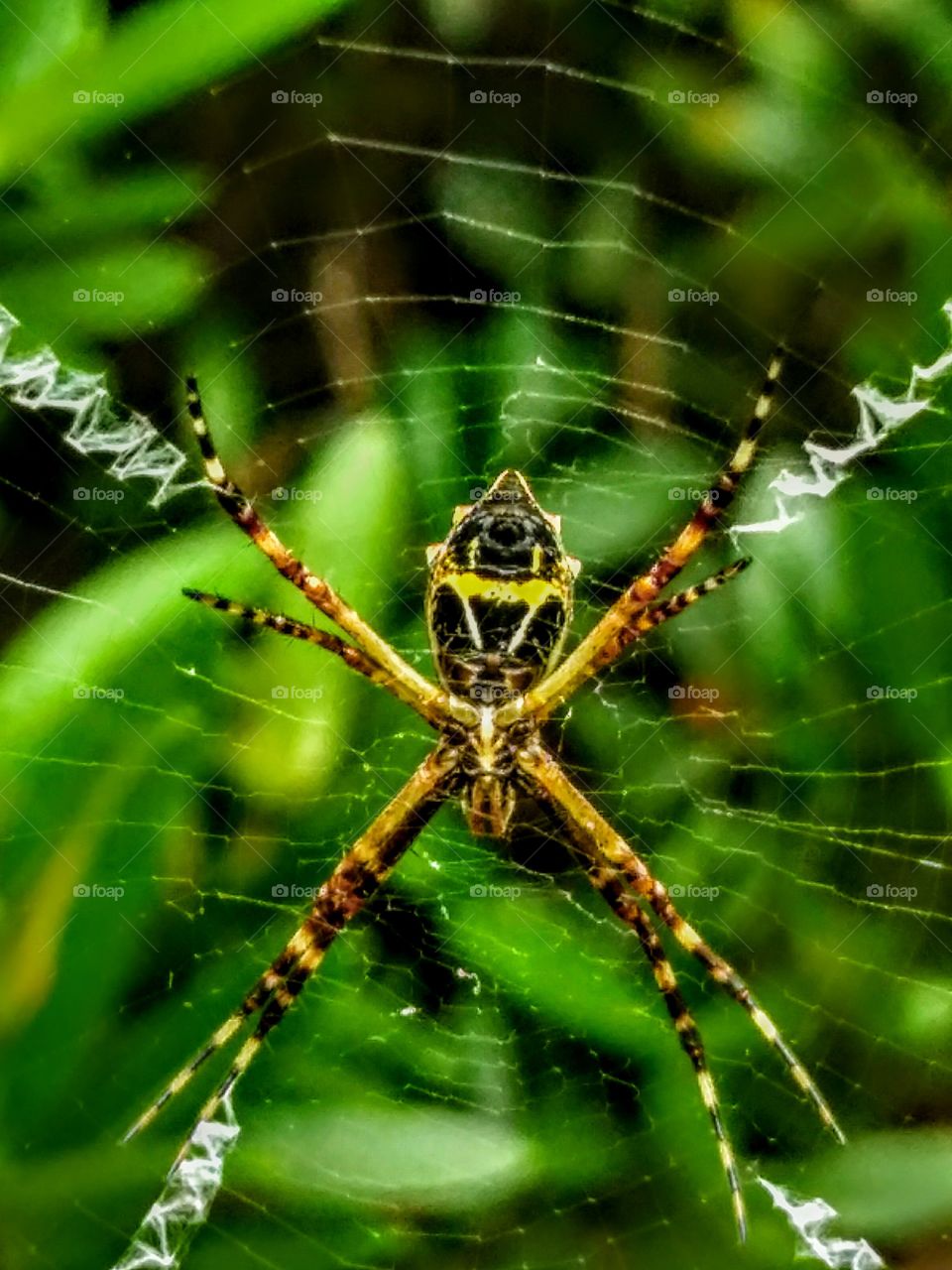 spider web in my garden