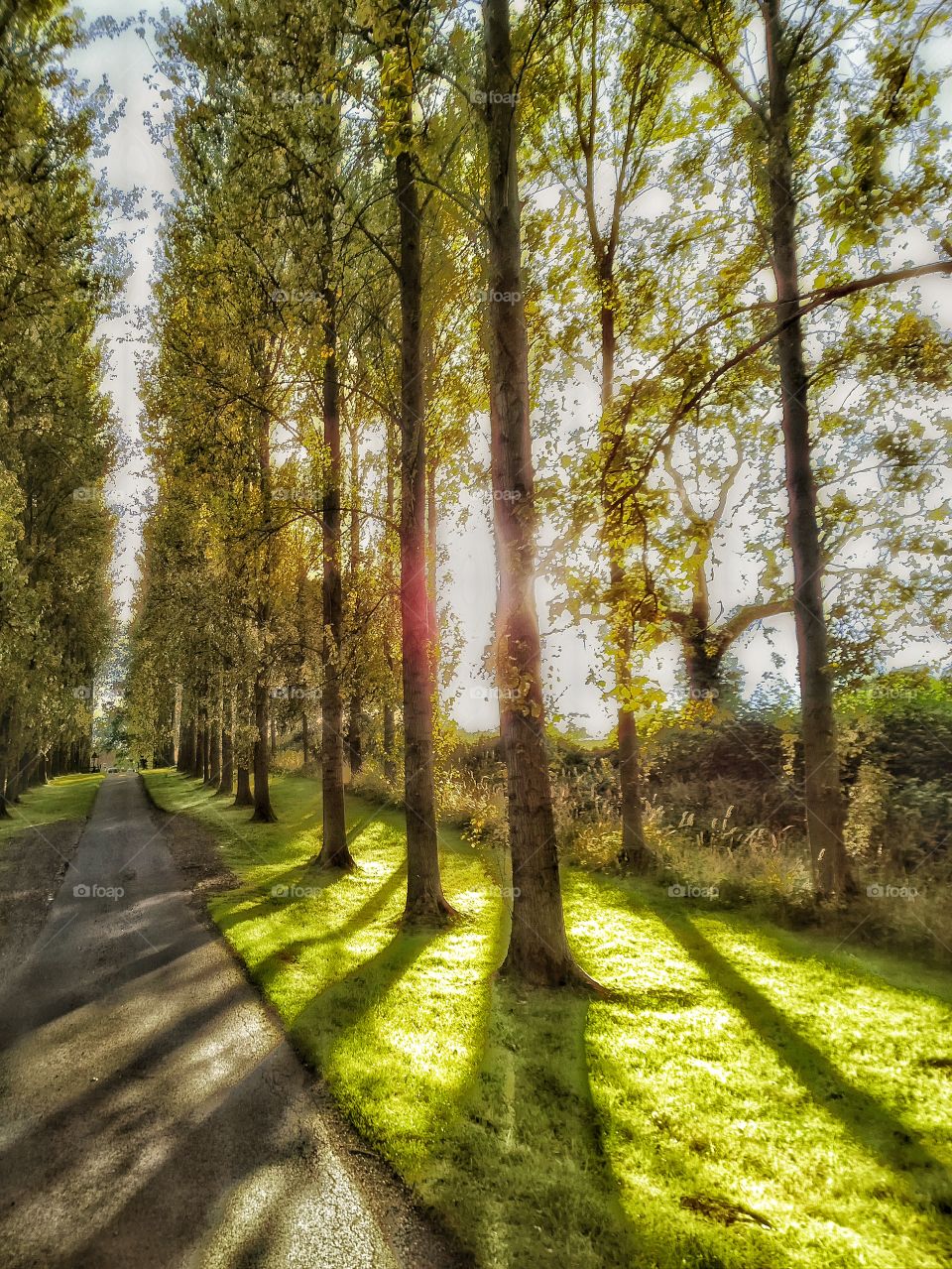 Trees. Forest