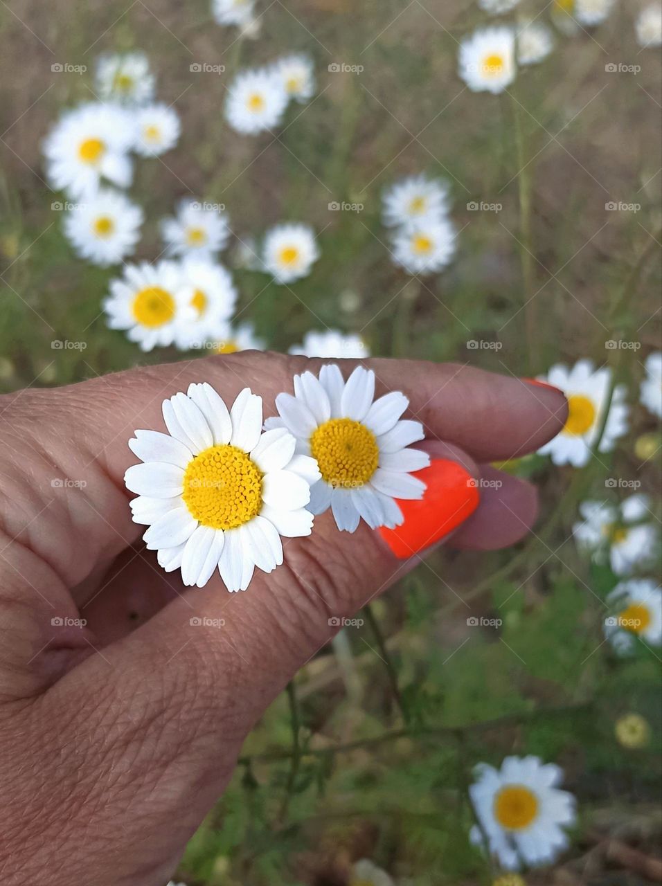 camomile flowers and female hand close up nature lovers