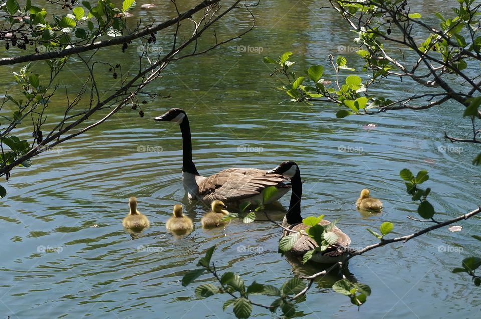 Day on the River. Gosling in Tow