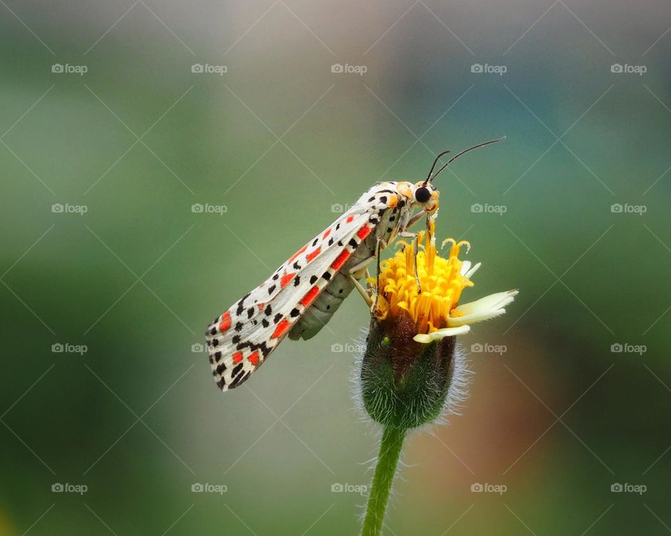 Utetheisa pulchella (moth)