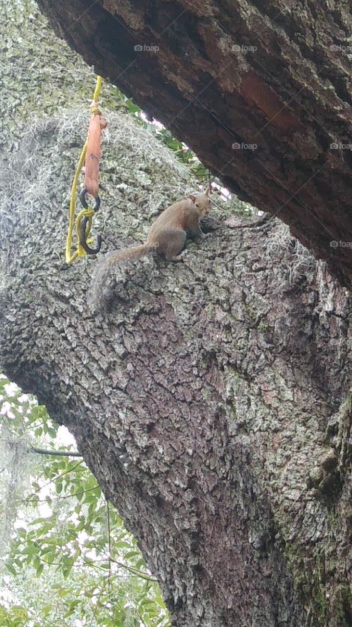 Nature Squirrel