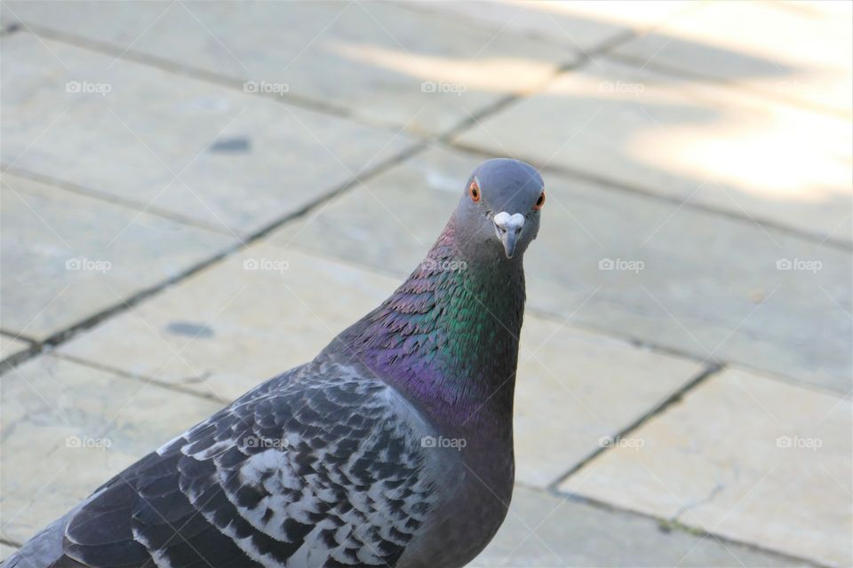 single pigeon