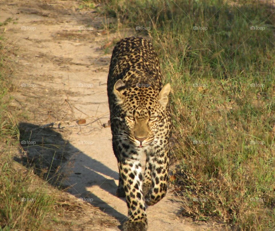 Stalking leopard on a path