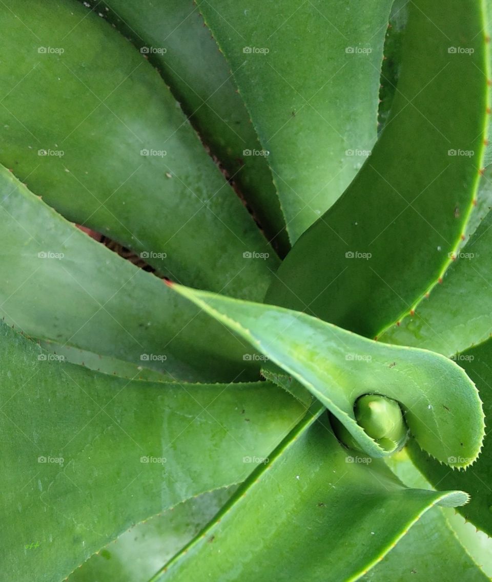 A closeup for agave leaves. lovely green color and beautiful curve. it is an useful and beautiful plant.