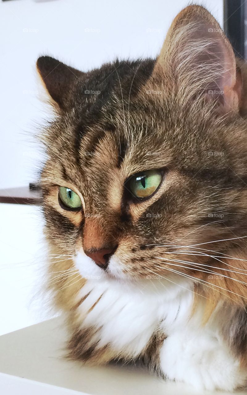 Siberian purebred cat face, brown tabby hair and green eyes 