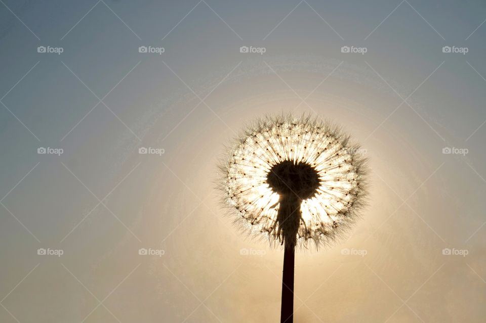 Dandelion 