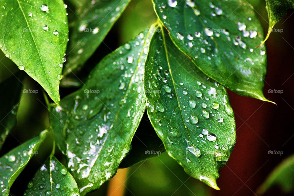 Summer shower 