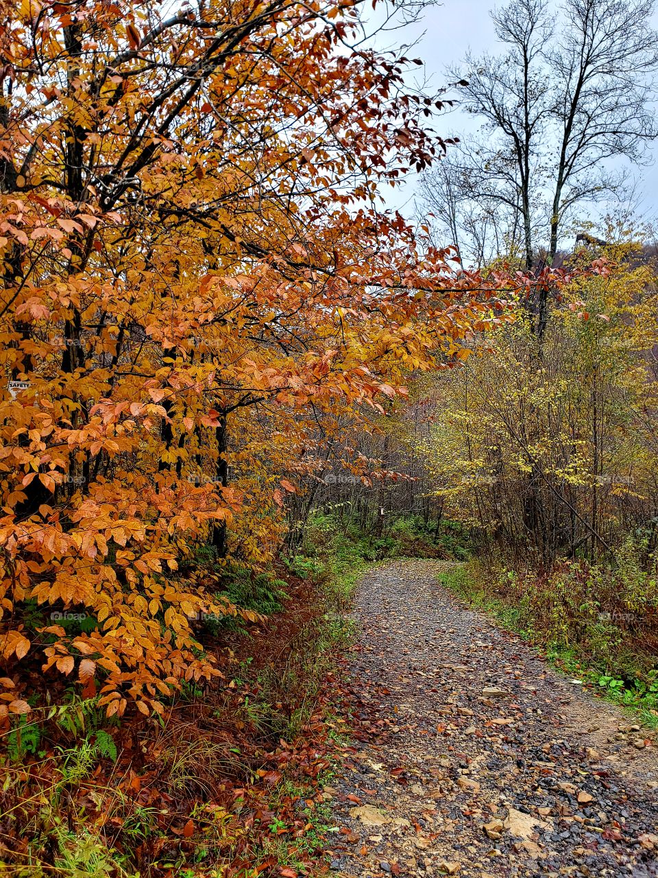 beautiful fall trail in the woods