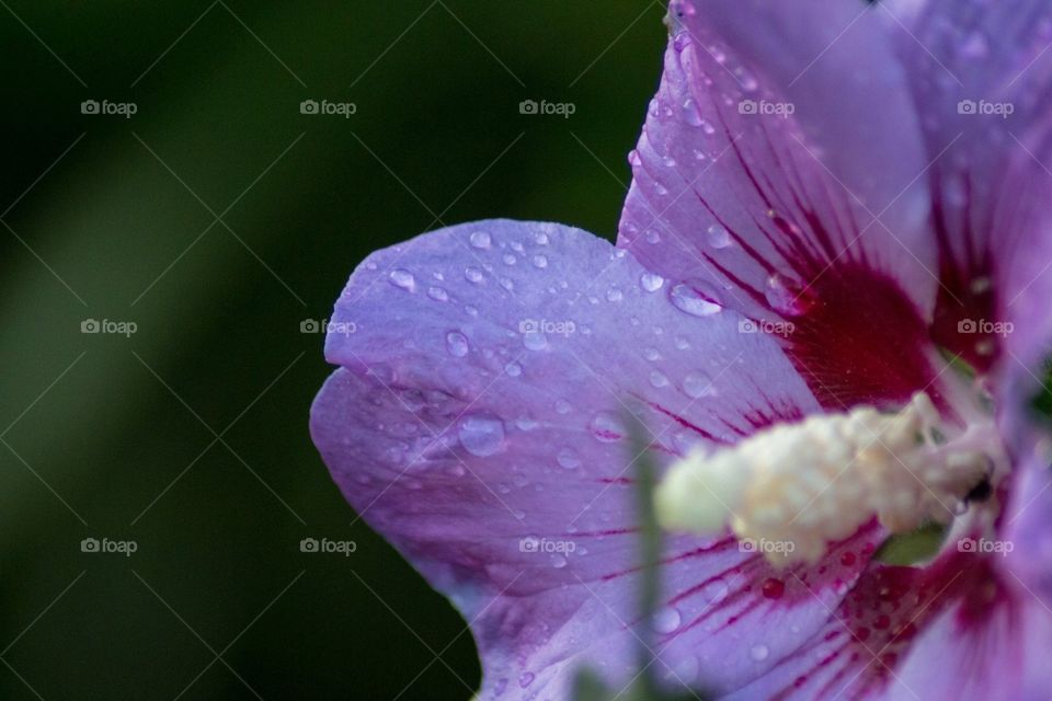 Beautifull flower