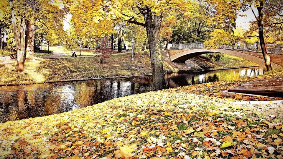 View of bridge and autumn foliage