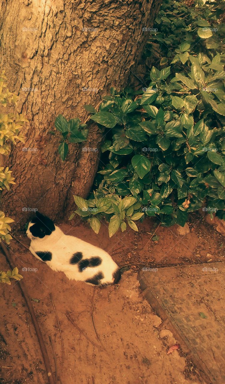 One cute cat sleeping on the ground 
in garden near old tree