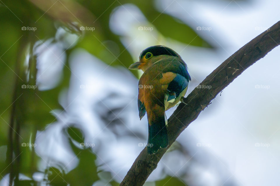 Bird ID -  silver-breasted broadbill