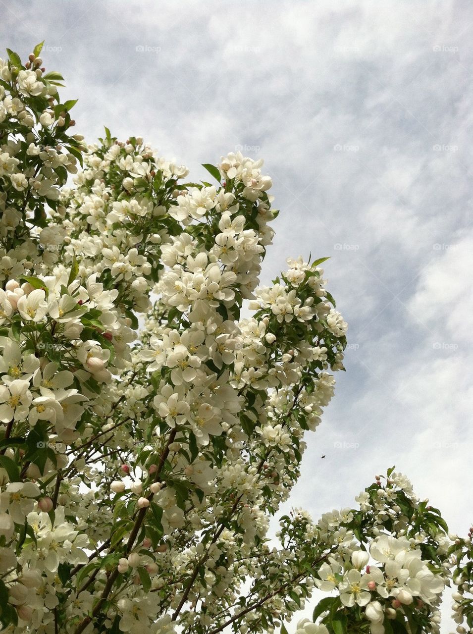 Spring Snow Tree in Bloom