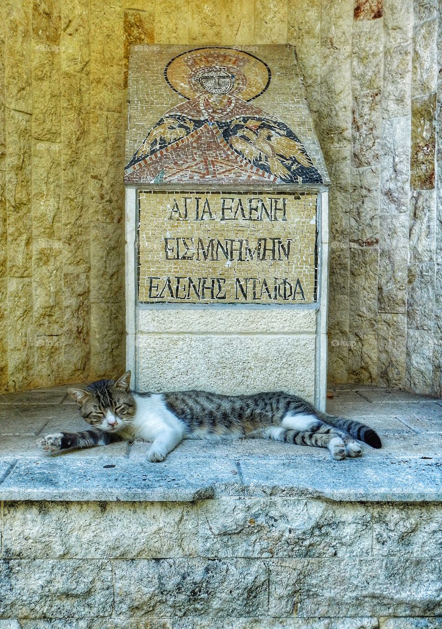 Cat lying near the text sign